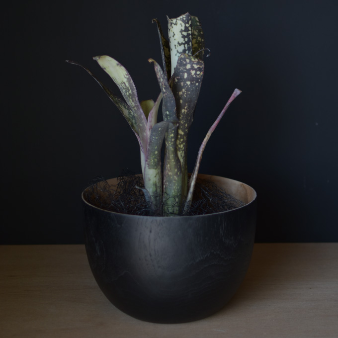 HOUSEPLANT 観葉植物・鉢物